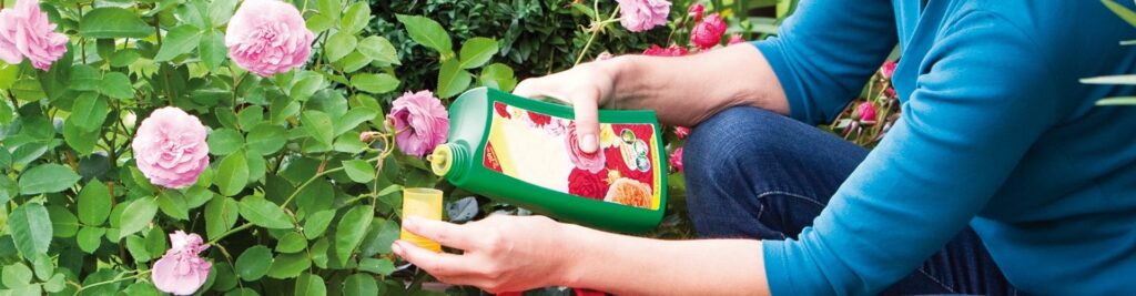 5 Best Fertilizers for Roses to Grow the Most Beautiful Flowers