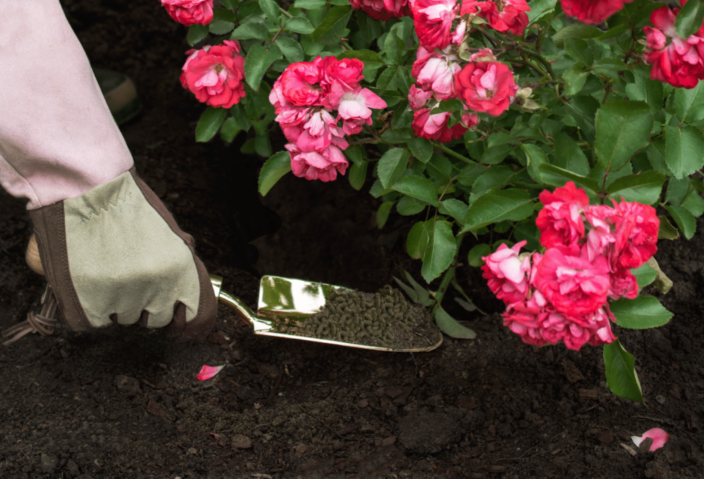 5 Best Fertilizers for Roses to Grow the Most Beautiful Flowers