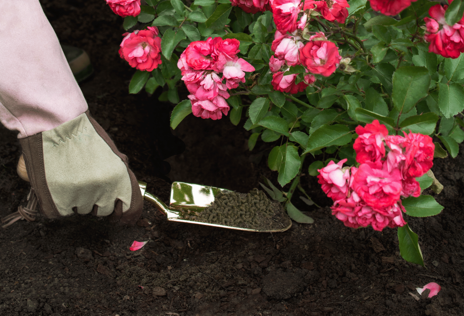 5 Best Fertilizers for Roses Reviewed in Detail (Winter 2023)
