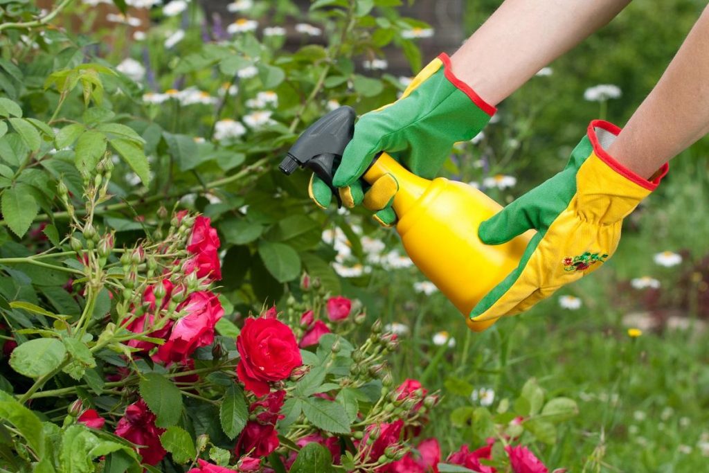 5 Best Fertilizers for Roses to Grow the Most Beautiful Flowers