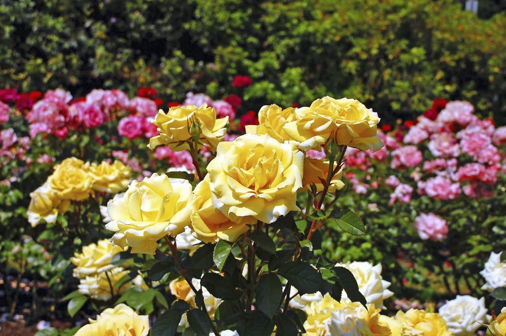 5 Best Fertilizers for Roses to Grow the Most Beautiful Flowers