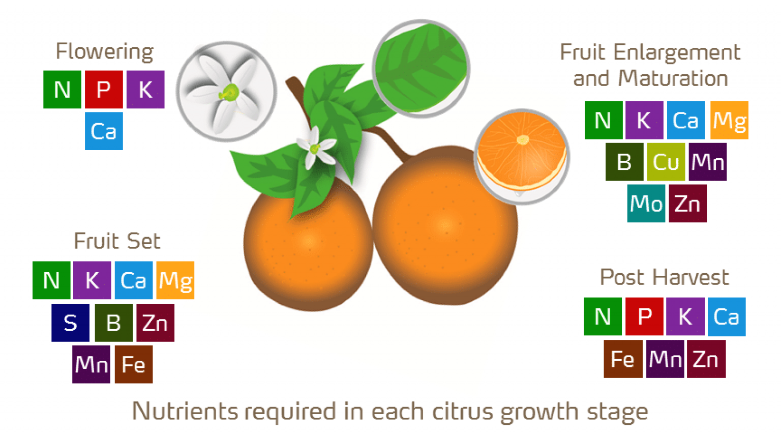 5 Best Fertilizers for Citrus Trees Reviewed in Detail (Winter 2023)