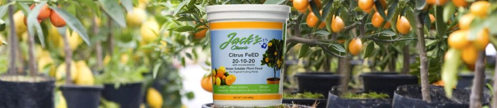 5 Best Fertilizers for Citrus Trees to Grow Healthy and Delicious Fruits