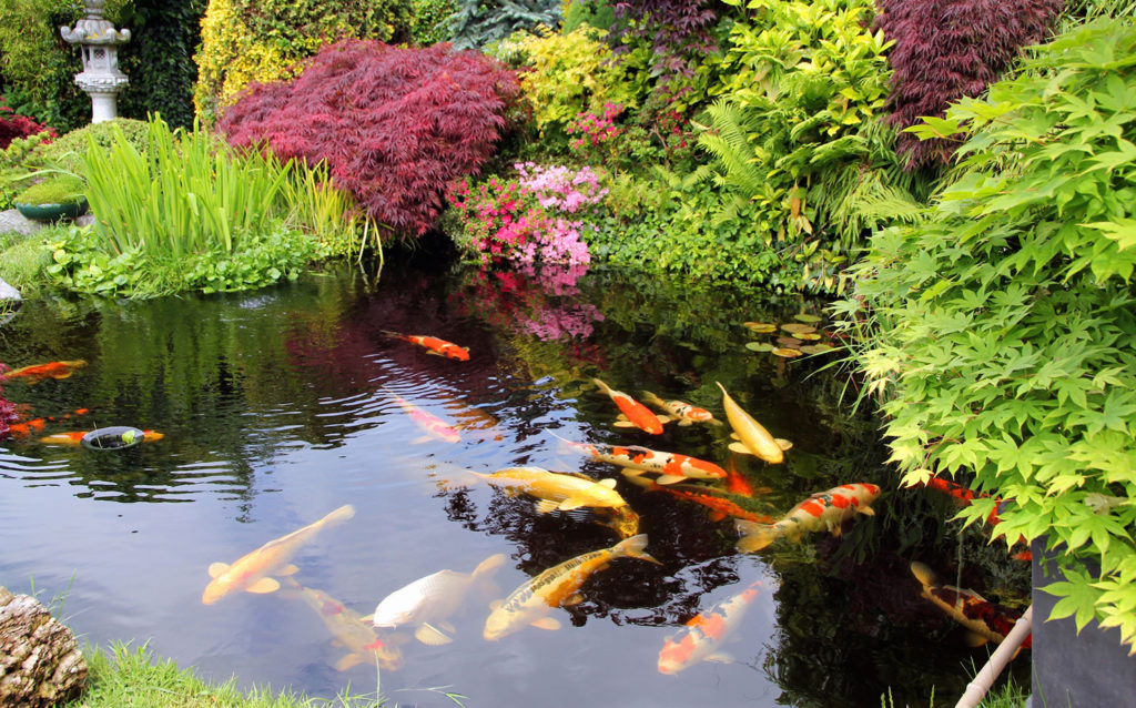 5 Best Koi Pond Filters - Healthy Environment for Your Fish