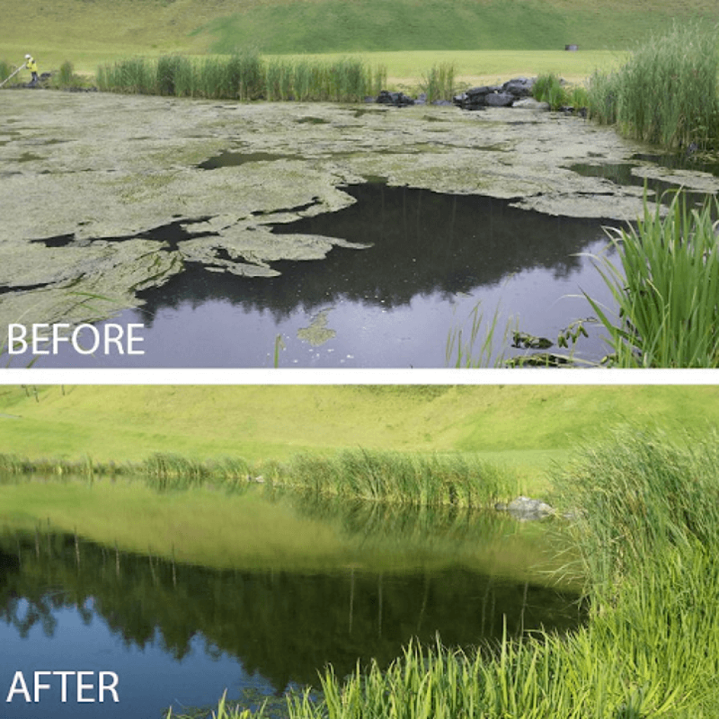 8 Best Pond Sludge Removers - You Are Stronger Than Algae!