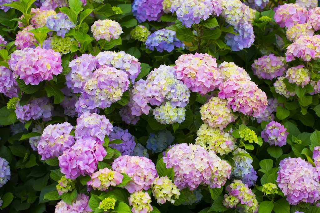 5 Best Fertilizers for Hydrangeas - Perfect Blooms Every Time