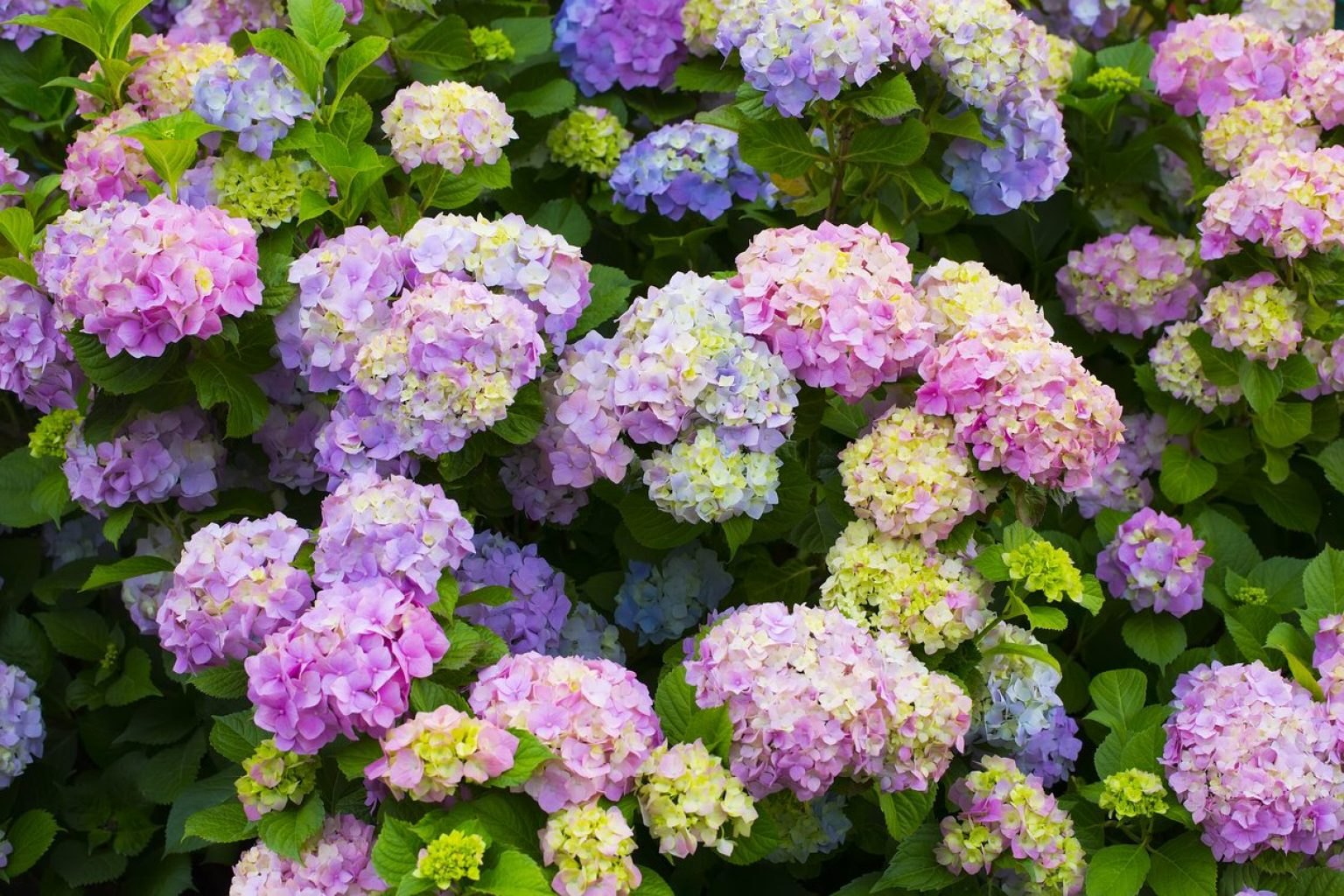 5 Best Fertilizers for Hydrangeas Reviewed (Fall 2023)