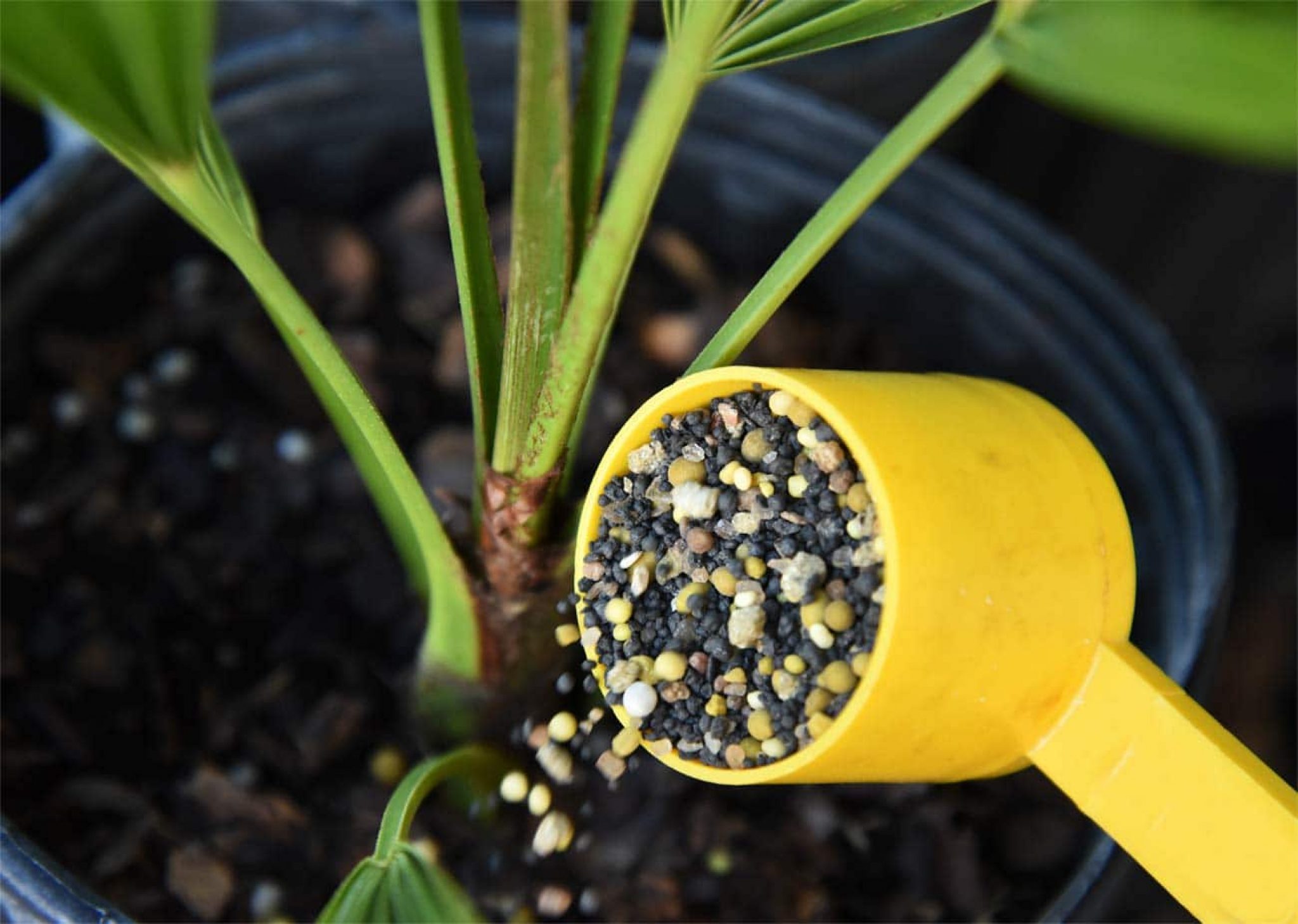 5 Best Fertilizers for Palm Trees Reviewed in Detail (Fall 2023)