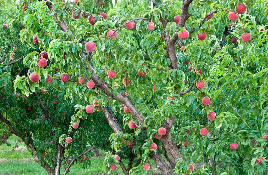 5 Best Fertilizers for Fruit Trees to Grow the Juiciest Fruits