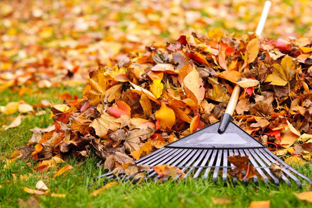 10 Best Leaf Rakes – Keep Your Yard or Garden in Perfect Condition!
