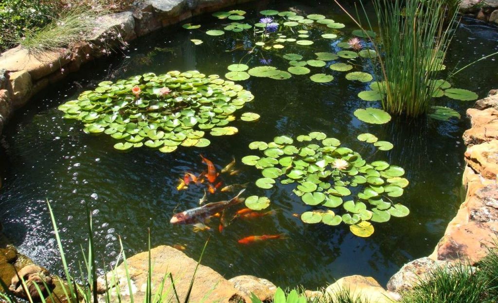 Best Pond Fish - Make The Right Choice