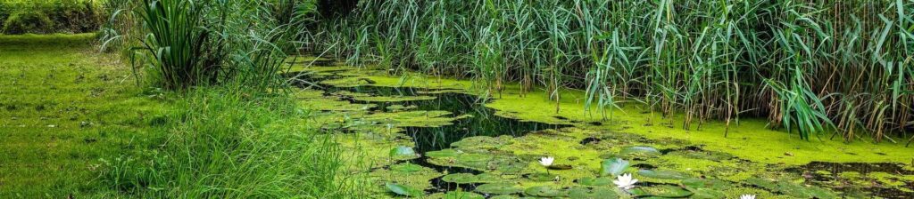 Pond Algae Control - Make Water Clean