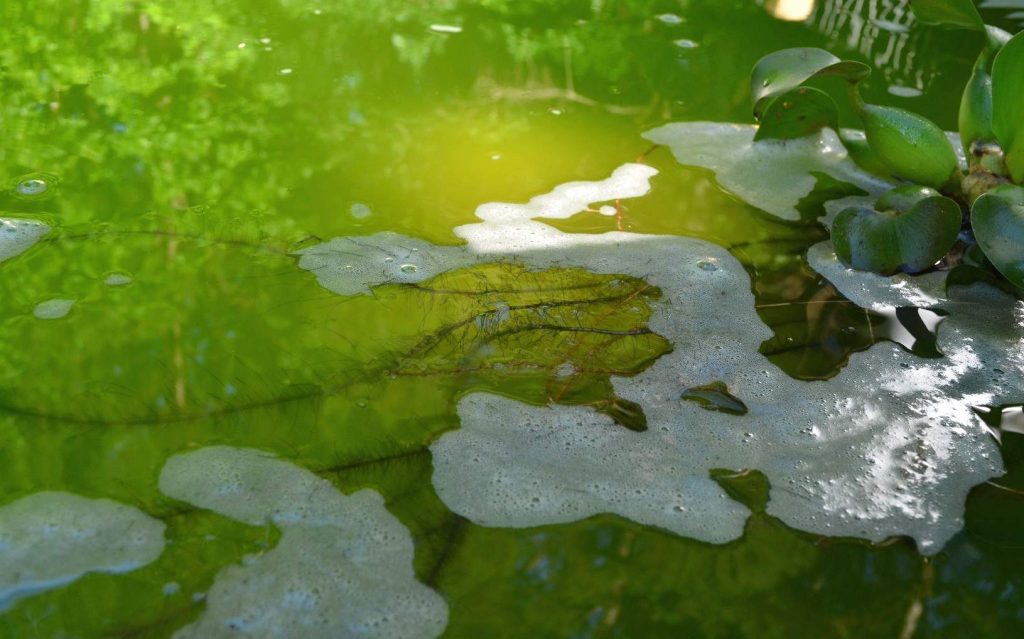 Pond Algae Control - Make Water Clean