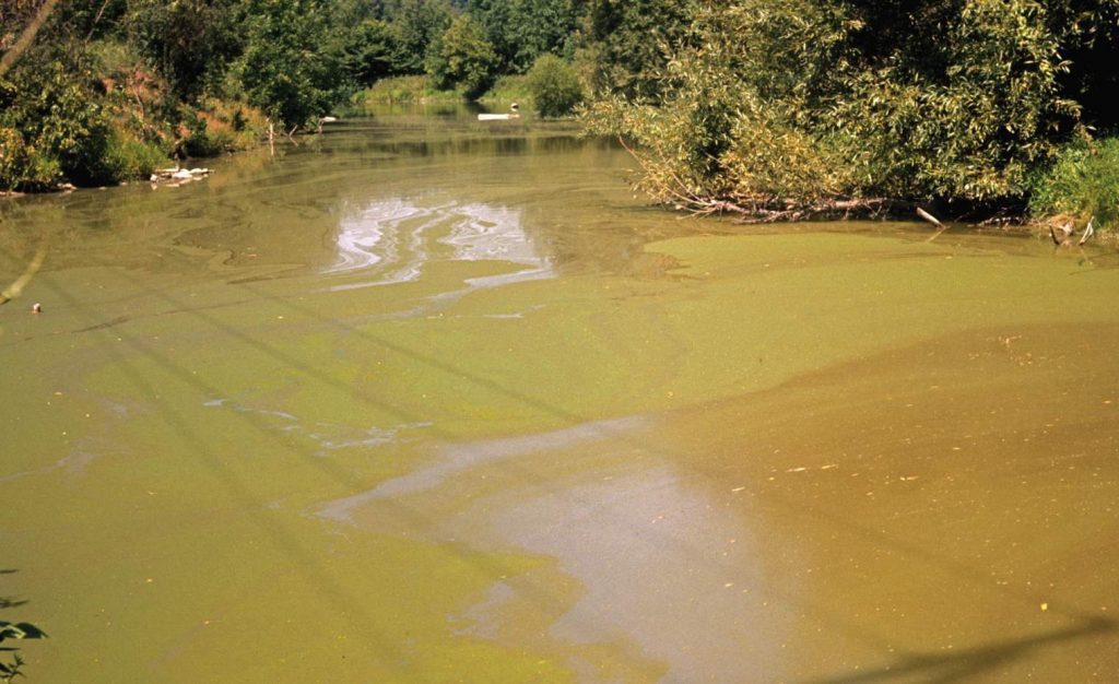 Pond Algae Control - Make Water Clean