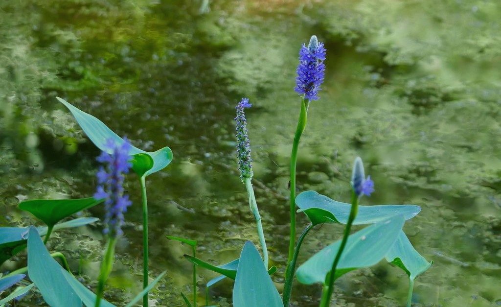 Pond Algae Control - Make Water Clean