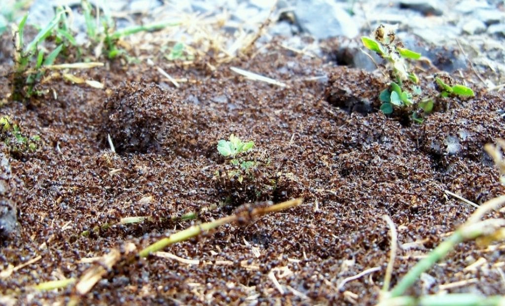 8 Best Ant Killers - Problem Solved (Spring 2022)