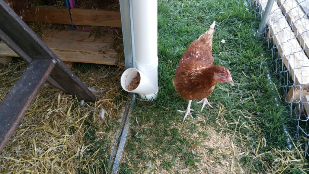 6 Best Chicken Feeders - Secure And Healthy Feeding for Your Flock (Spring 2022)