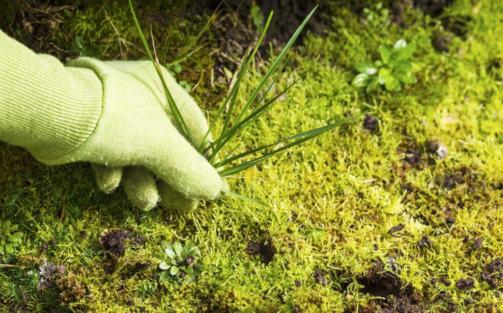 10 Most Effective Crabgrass Killers – Get Rid of Pesky Weeds in Your Garden! (Spring 2022)