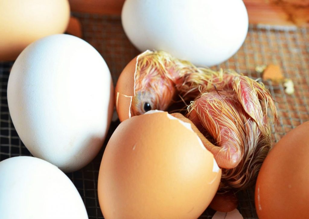 5 Best Egg Incubators for Hatching Chickens, Ducks or Some Exotic Birds (Fall 2022)