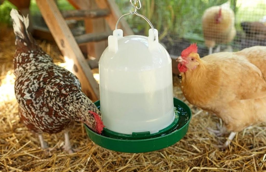 5 Best Heated Chicken Waterers - No More Freezing!