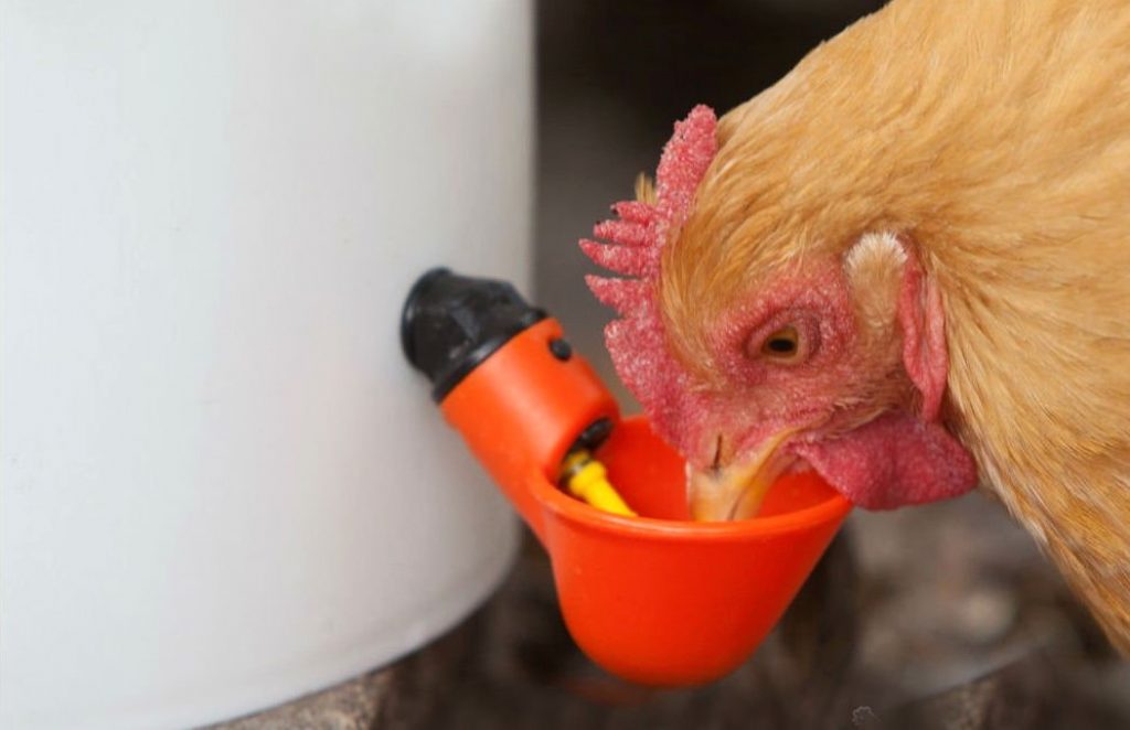 5 Best Heated Chicken Waterers - No More Freezing!