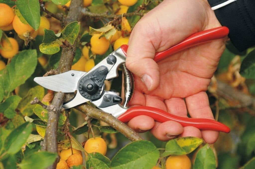 10 Best Pruning Shears - Get the Right Tool for the Job! (Fall 2022)
