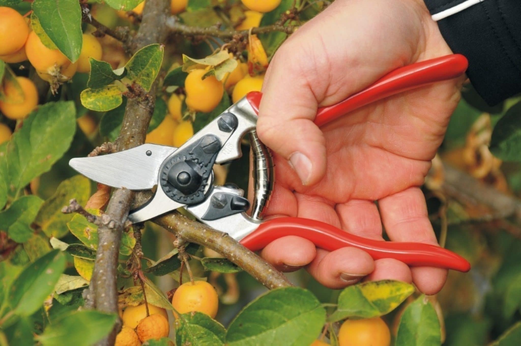 10 Best Pruning Shears Reviewed (Winter 2024)