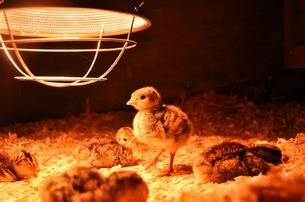 5 Best Chicken Coop Heaters - Don't Fear Winter Any Longer