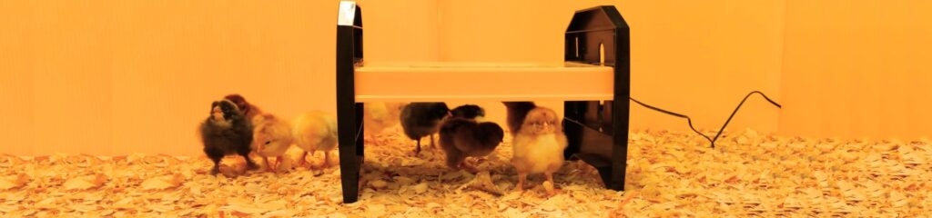 5 Best Chicken Coop Heaters - Don't Fear Winter Any Longer