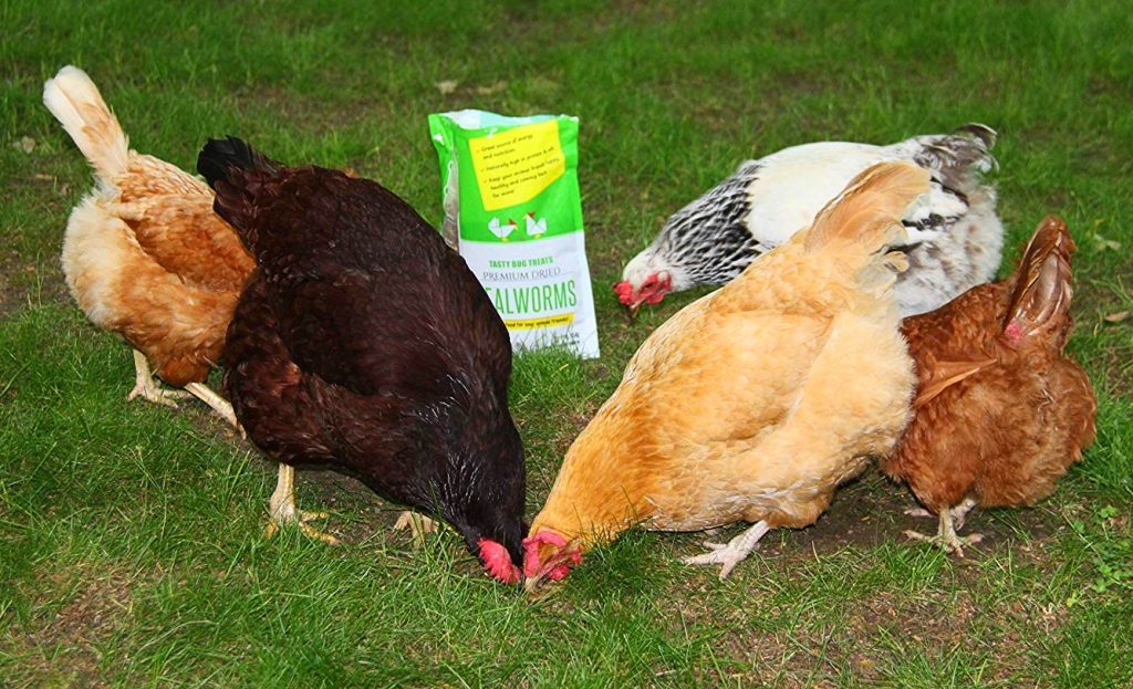 8 Best Chicken Feeds - Give The Best To Your Flock! (Summer 2023)