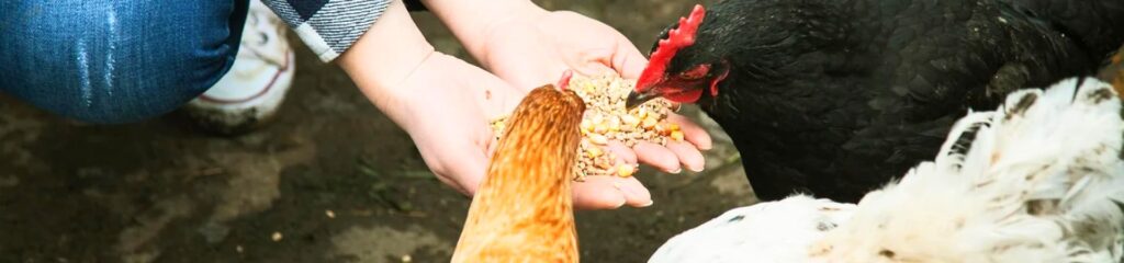 8 Best Chicken Feeds - Give The Best To Your Flock!