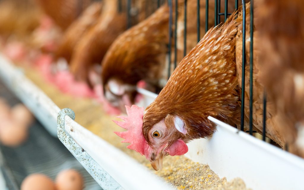 8 Best Chicken Feeds - Give The Best To Your Flock!