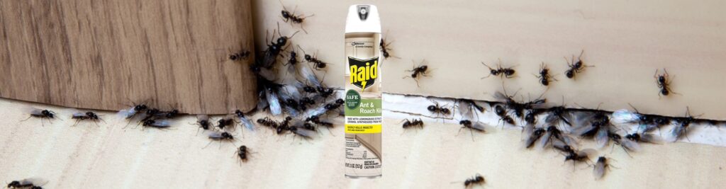 8 Best Ant Killers - Problem Solved