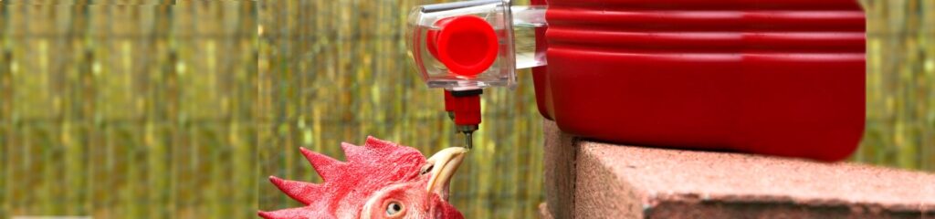 8 Best Chicken Waterers – Keep Your Chicken Hydrated!