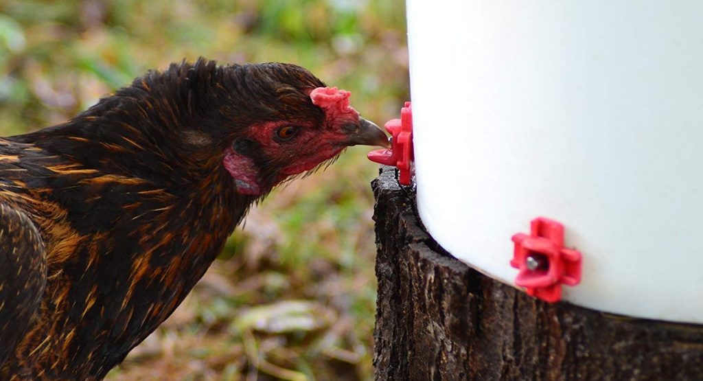 8 Best Chicken Waterers - No More Worries With Watering! (Spring 2022)