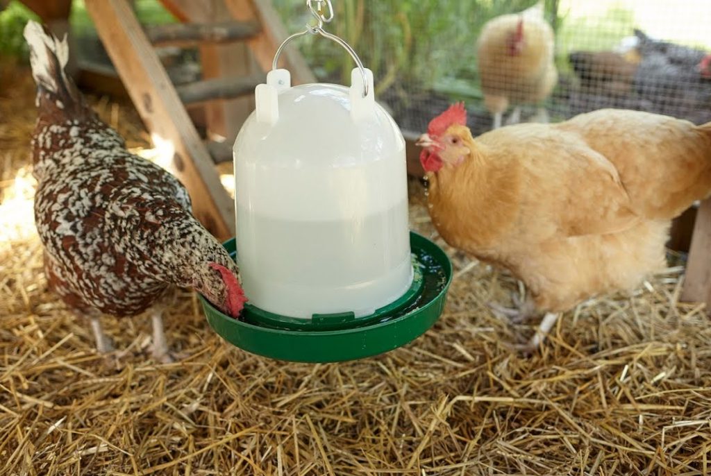 8 Best Chicken Waterers - No More Worries With Watering! (Spring 2022)