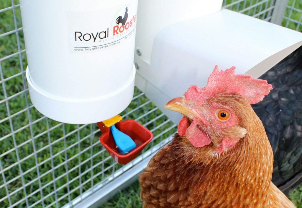 8 Best Chicken Waterers – Keep Your Chicken Hydrated!