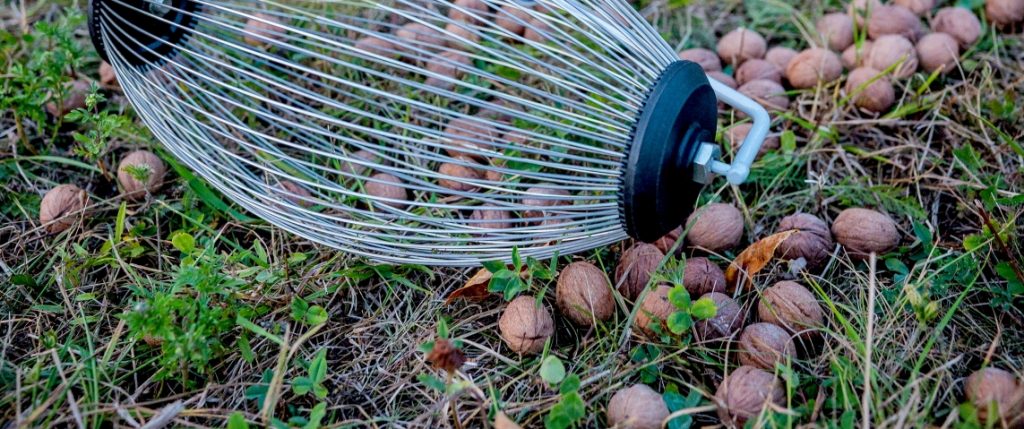 8 Best Rakes for Acorns – Get Rid of the Pesky Acorns in No Time!