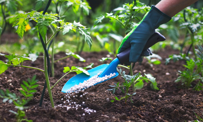 10 Best Fertilizers for Tomatoes – Healthy Plants and Juicy Fruits!