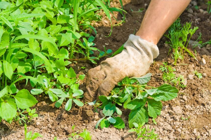 8 Best Weed Killers for Perfect Lawn and Yard