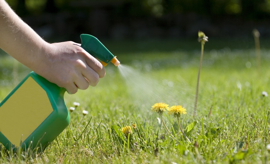 8 Best Weed Killers for Perfect Lawn and Yard