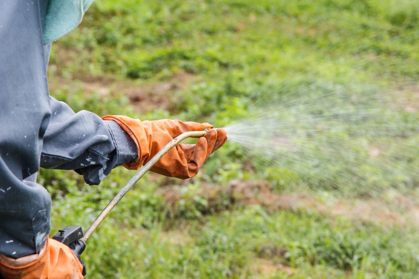 8 Best Weed Killers for Perfect Lawn and Yard