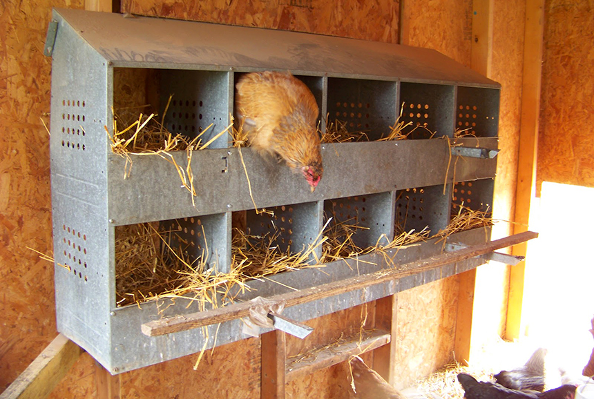 7 Best Chicken Nesting Boxes - Your Way To Clean And Unbroken Eggs