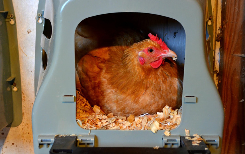 7 Best Chicken Nesting Boxes - Your Way To Clean And Unbroken Eggs