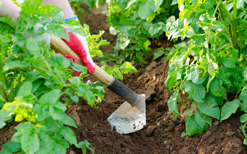 10 Best Garden Hoes Versatile – Tools for Everyone's Needs!