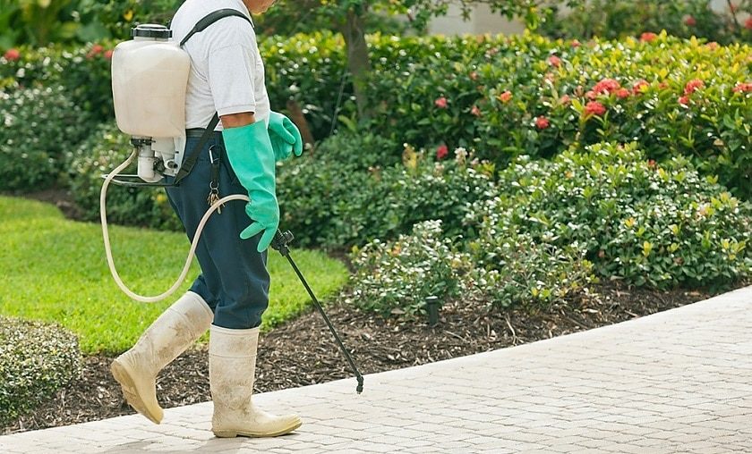 12 Best Weed Killers for Lawns - Just Grass And Nothing Else!