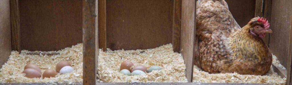 7 Best Chicken Nesting Boxes - Your Way To Clean And Unbroken Eggs