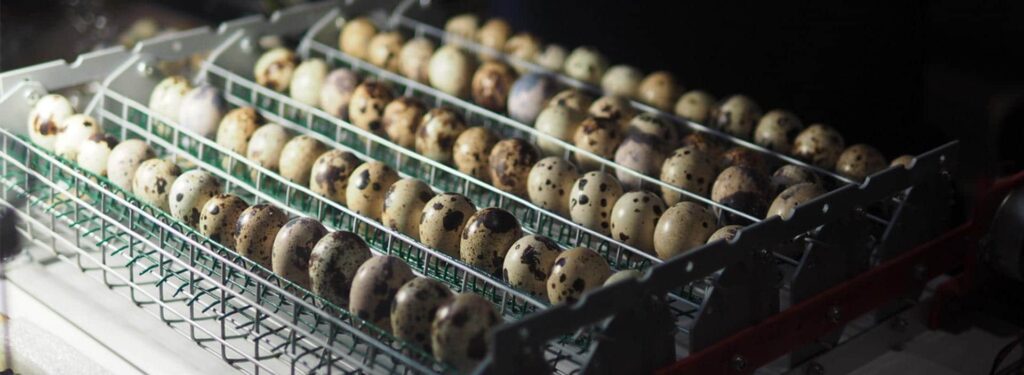 5 Best Quail Egg Incubators - No Further Worries About Hatching