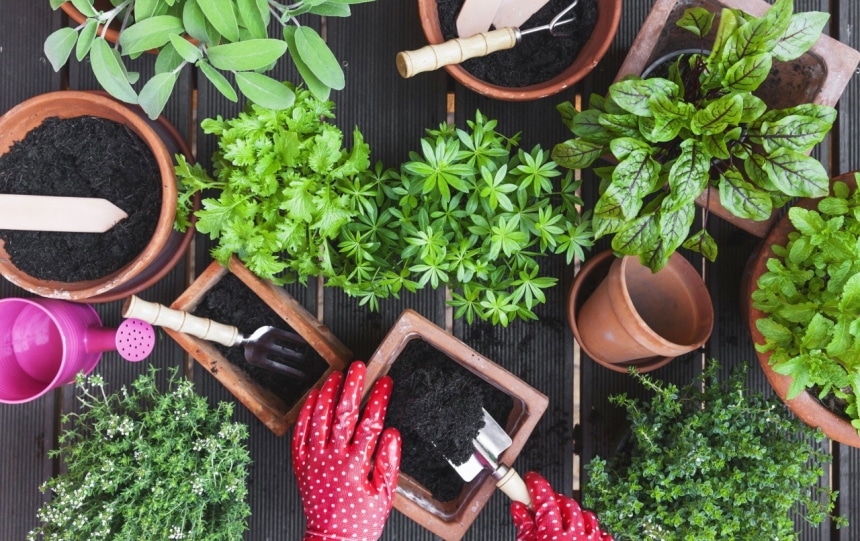 6 Best Soil Mixes for Herbs – Create Your Indoor Herb Garden!