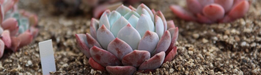 10 Best Succulent Soil Mixes – Make Your Plants Grow Healthier!